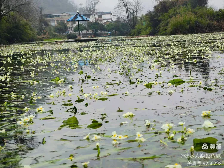 开满花的河,水性扬花的美一一永福百寿看海菜花